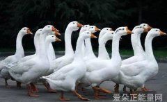 快穿之公主被僧人H的小说（快穿之公主与神秘僧